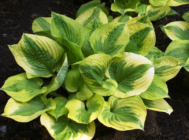 'Summer Breeze' Hosta From NH Hostas
