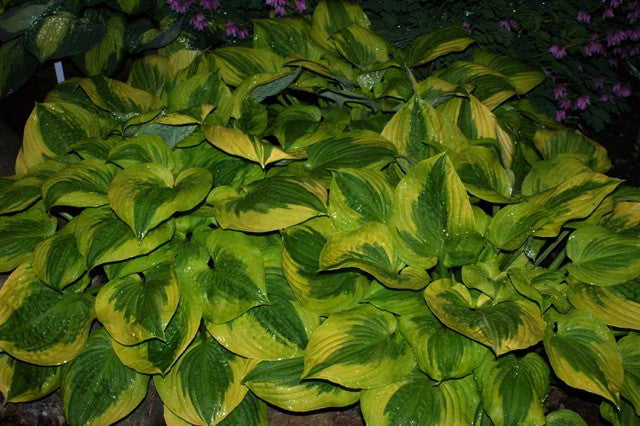 'Summer Breeze' Hosta From NH Hostas