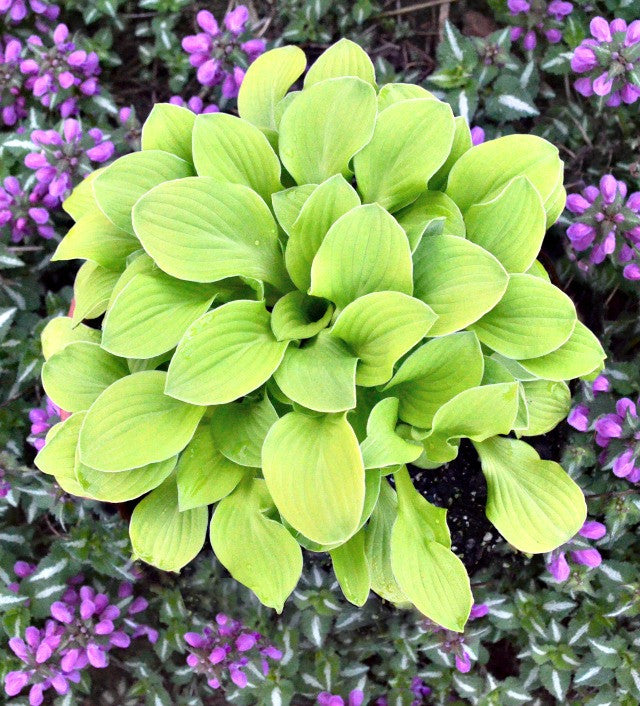 'Sun Mouse' Hosta Courtesy of Walters Gardens