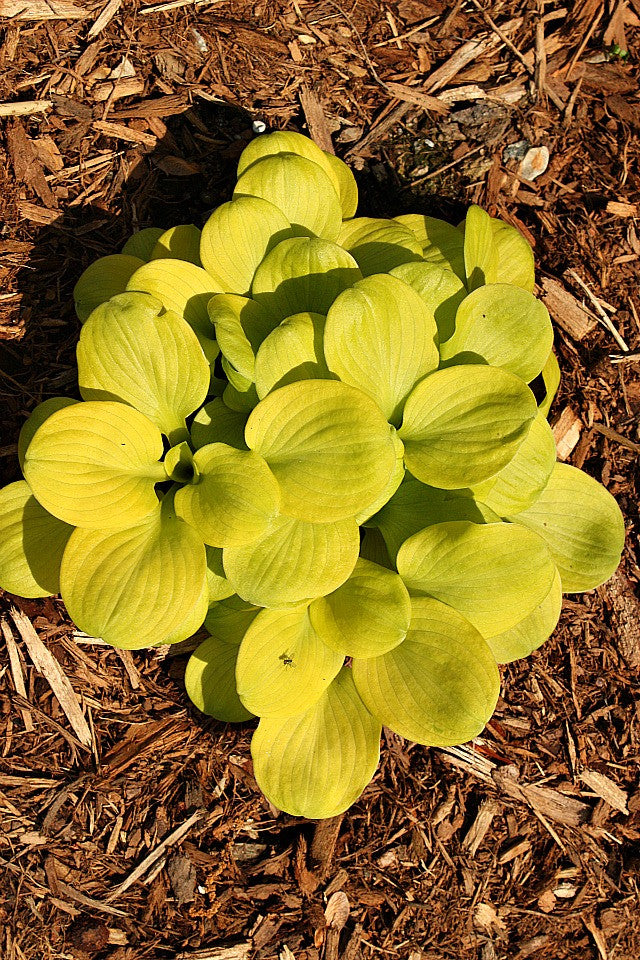'Sun Mouse' Hosta Courtesy of Walters Gardens