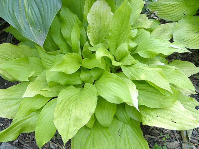 Courtesy of Gayle Hartley Alley