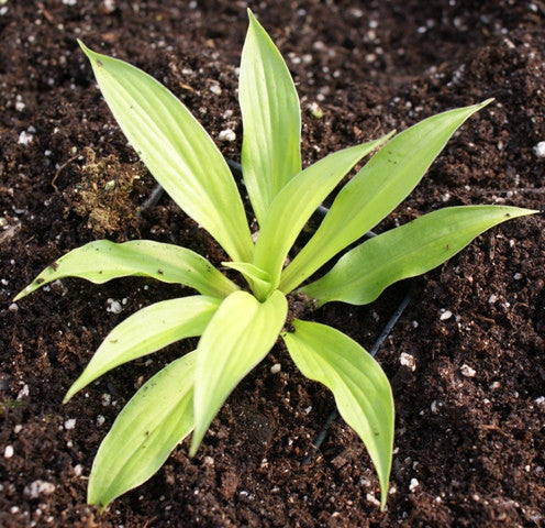 'Sunlight Child' Hosta From NH Hostas