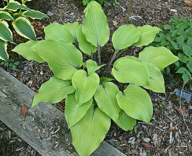 Hosta 'Sunny Day' Courtesy of Bert Malkus and the Hosta Library