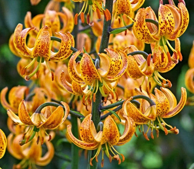 'Sunny Morning' Martagon Lily