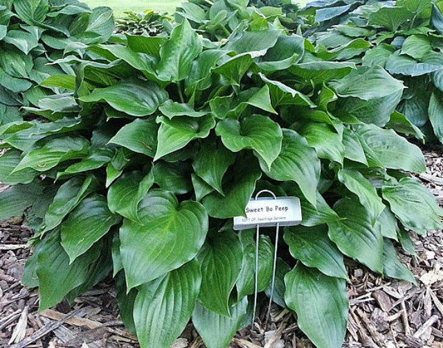 Hosta 'Sweet Bo Peep' Courtesy of Jay McWherter and the Hosta Library