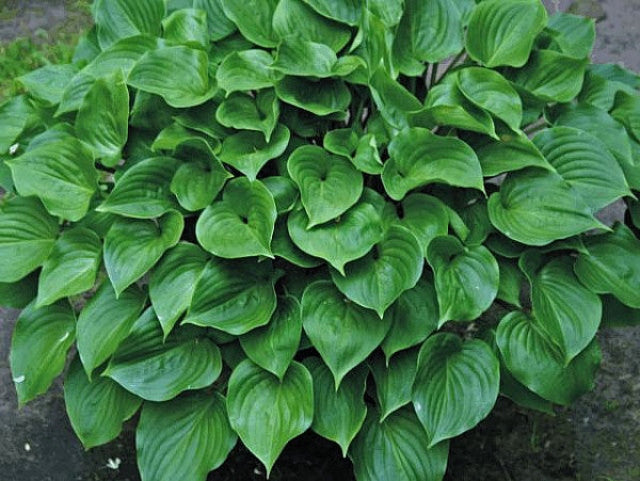 Hosta 'Swizzle Sticks' Courtesy of the Hosta Library