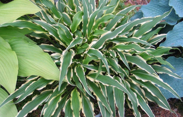 Hosta 'Syncopated Harmony' Courtesy of Don Dean