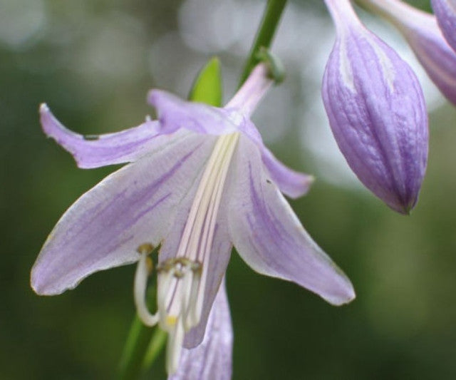 Hosta 'Syncopated Harmony' Flower Courtesy of Don Dean