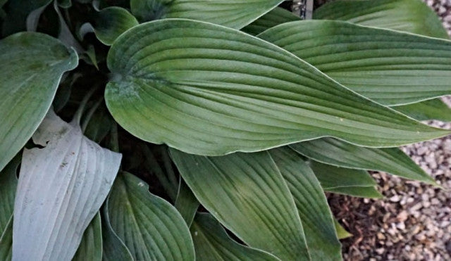 Hosta 'Talking Point' Courtesy of Doug Beilstein