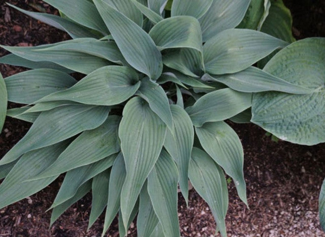 Hosta 'Talking Point' Courtesy of Doug Beilstein