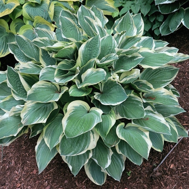 Hosta 'Tambourine' Courtesy of the Hosta Library