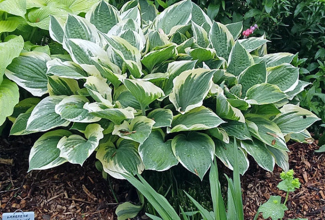 Hosta 'Tambourine' Courtesy of the Hosta Library
