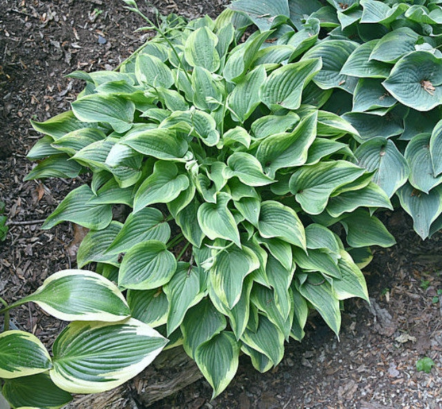 Hosta 'Tango' Courtesy of Bert Malkus