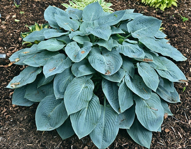 Hosta 'Tarheel Blue' Courtesy of the Hosta Library