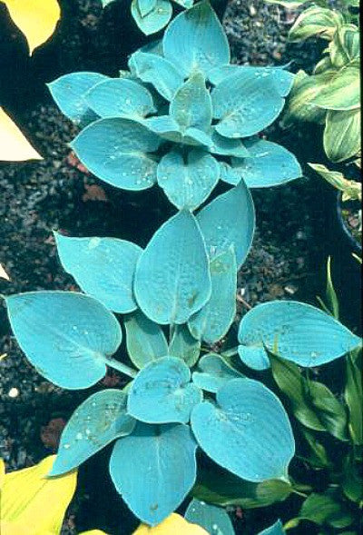 'Tarheel Blue' Hosta Courtesy of Green Hill Farm