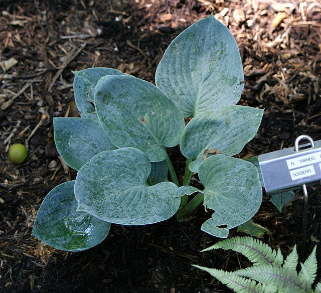 'Tarheel Blue' Hosta From NH Hostas