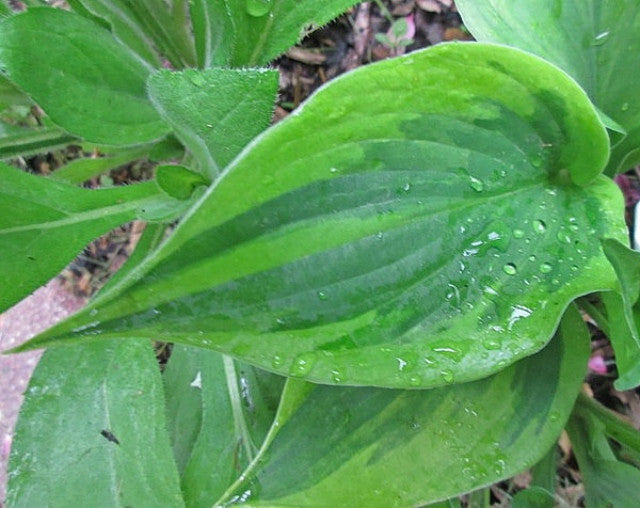 Hosta 'Tatooine' Courtesy of Jeff Moore and the Hosta Library