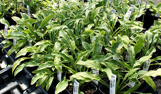 'Tattle Tails' Hosta From NH Hostas