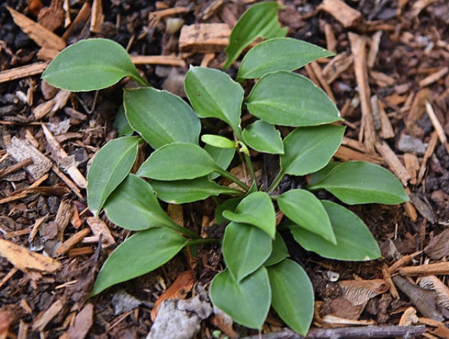Hosta 'Tears of the Sun' Courtesy of the Hosta Library