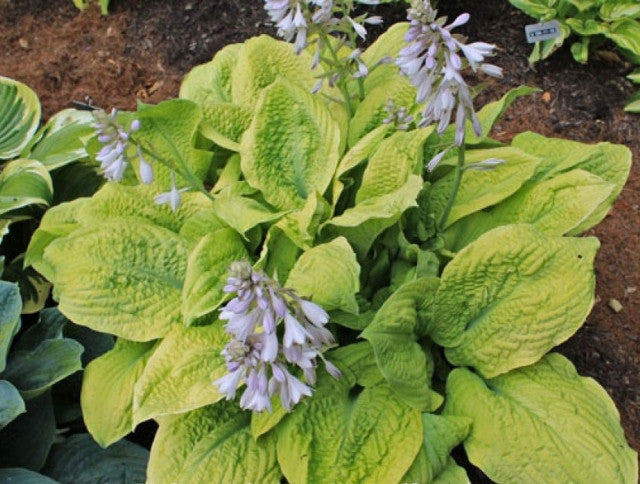 Hosta 'Telegraham' Courtesy of Doug Beilstein