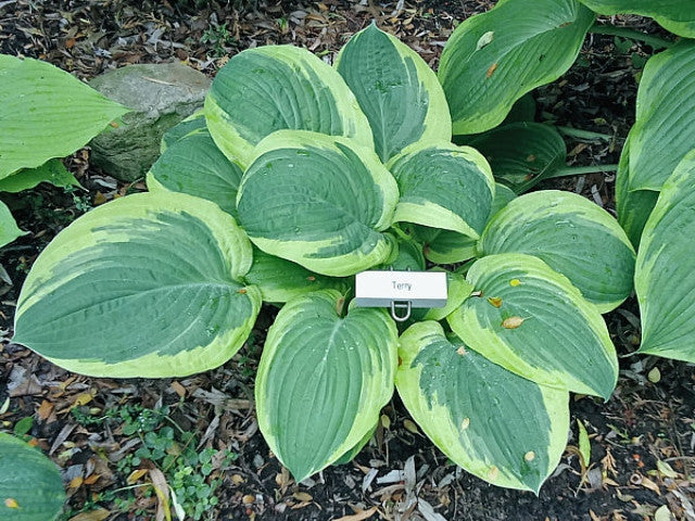Hosta 'Terry' Courtesy of the Hosta Library