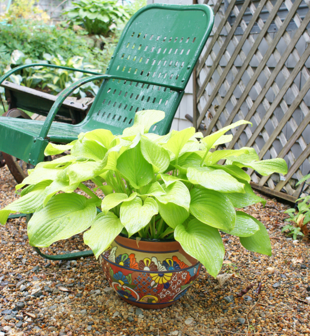 'The Shining' Hosta From NH Hostas