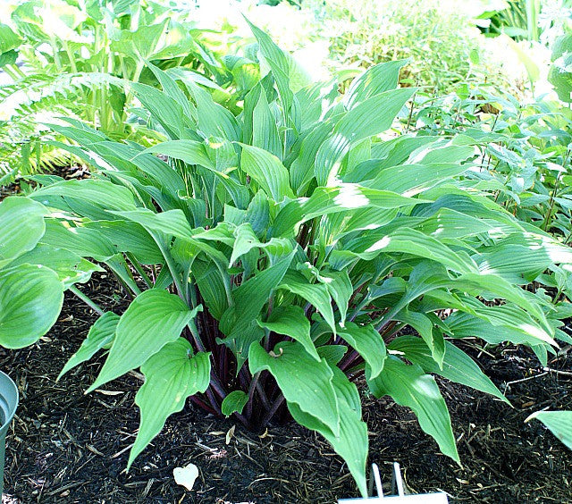 'The Razor's Edge' Hosta From NH Hostas