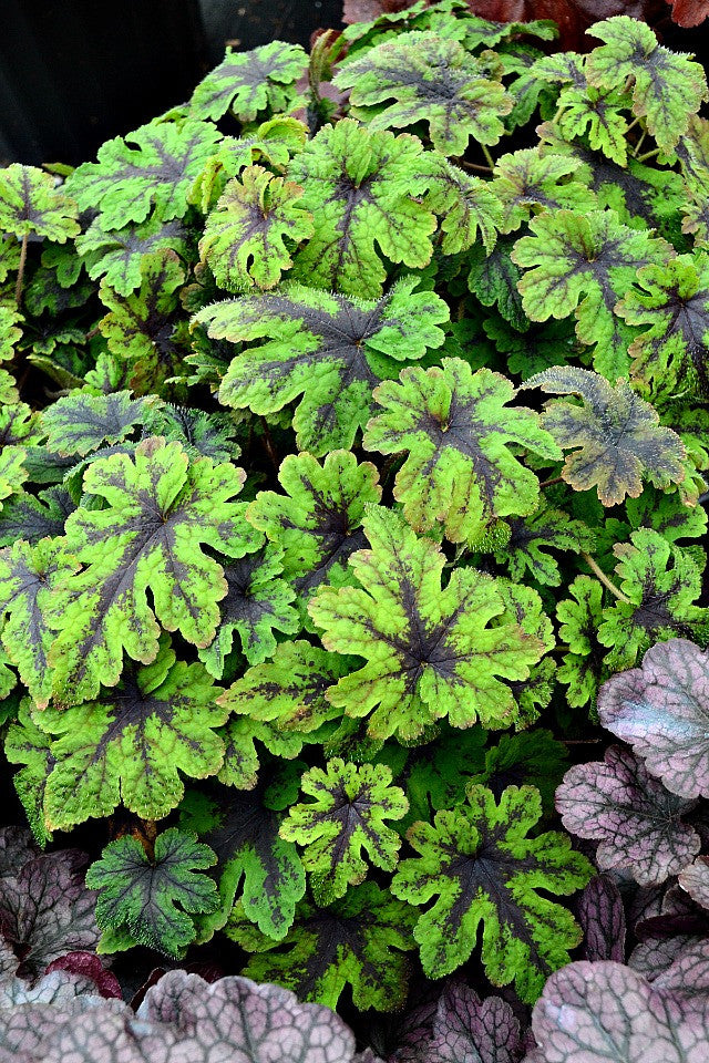Tiarella 'Fingerpaint' Courtesy of Walters Gardens