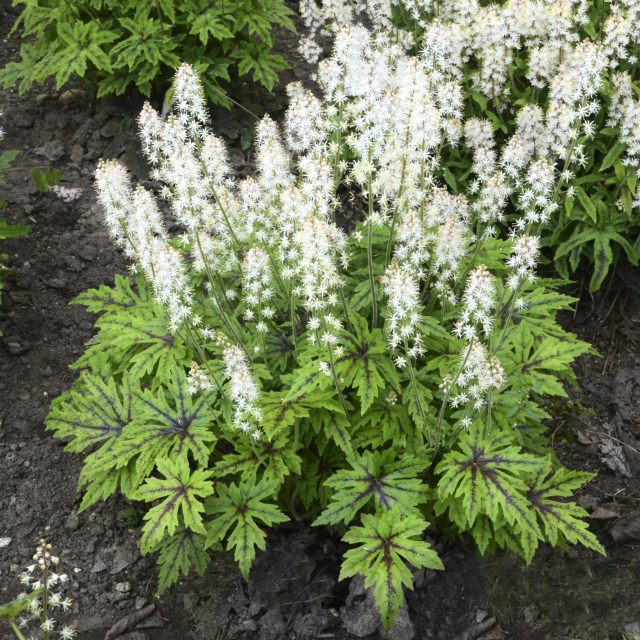 Tiarella 'Cutting Edge' Courtesy of Walters Gardens