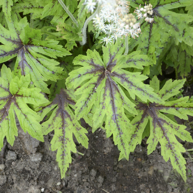 Tiarella 'Cutting Edge' Courtesy of Walters Gardens