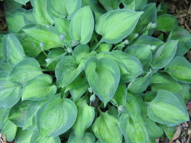 'Tick Tock' Hosta From NH Hostas