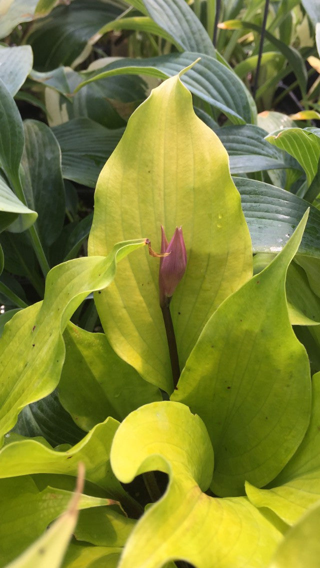 'Tickle Me Pink' Hosta From NH Hostas