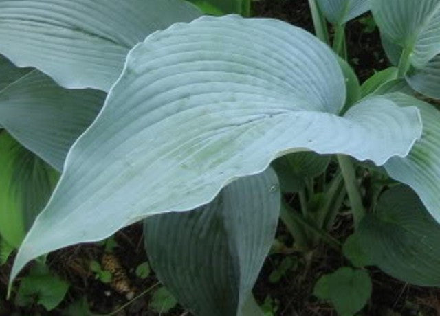 'Tidewater' Hosta Courtesy of Q&Z Nursery