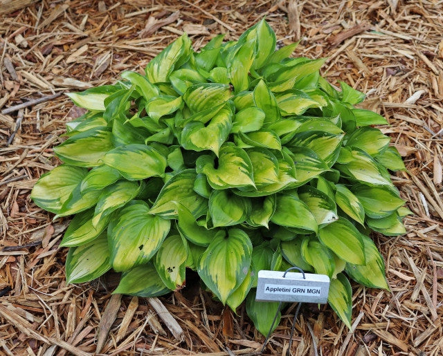Hosta 'Tiki Bar' Courtesy of Green Hill Farm