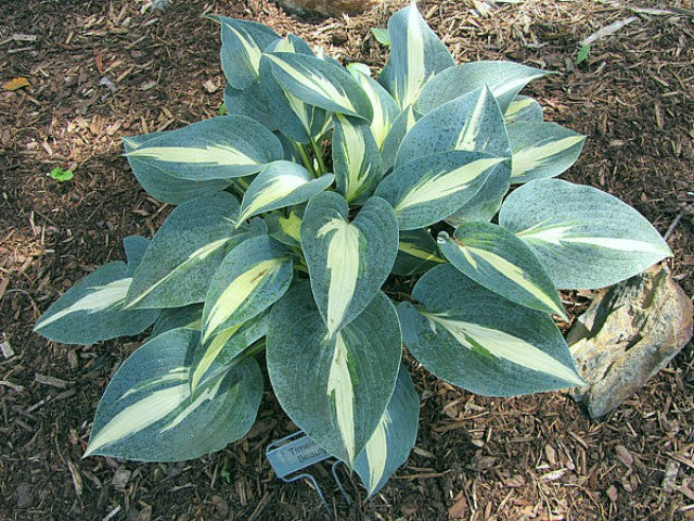 'Timeless Beauty' Hosta Courtesy of Carol Brashear