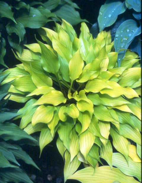 'Tiny Bubbles' Hosta Courtesy of Green Hill Farm