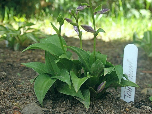 Hosta 'Tom Thumb' Courtesy of the Hosta Library