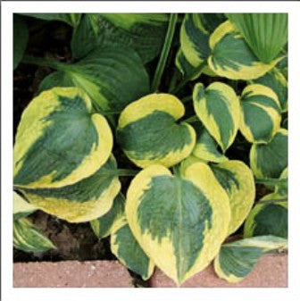 'Tootie Mae' Hosta Courtesy of Q&Z Nursery