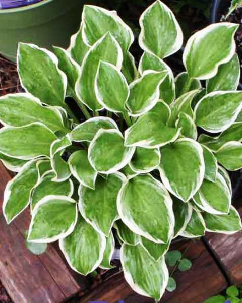 'Touchstone' Hosta
