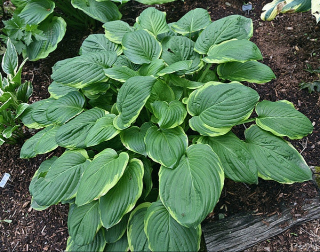 Hosta 'Treasure Hunt' Courtesy of Bert Malkus and the Hosta Library