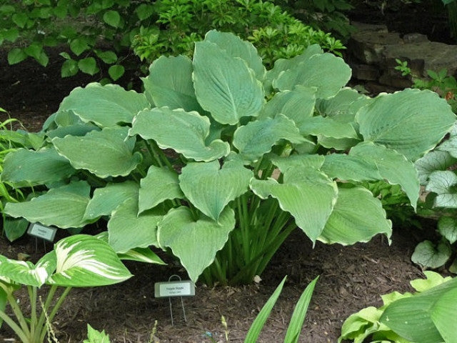 Hosta 'Triple Ripple' Courtesy of David Teager and the Hosta Library