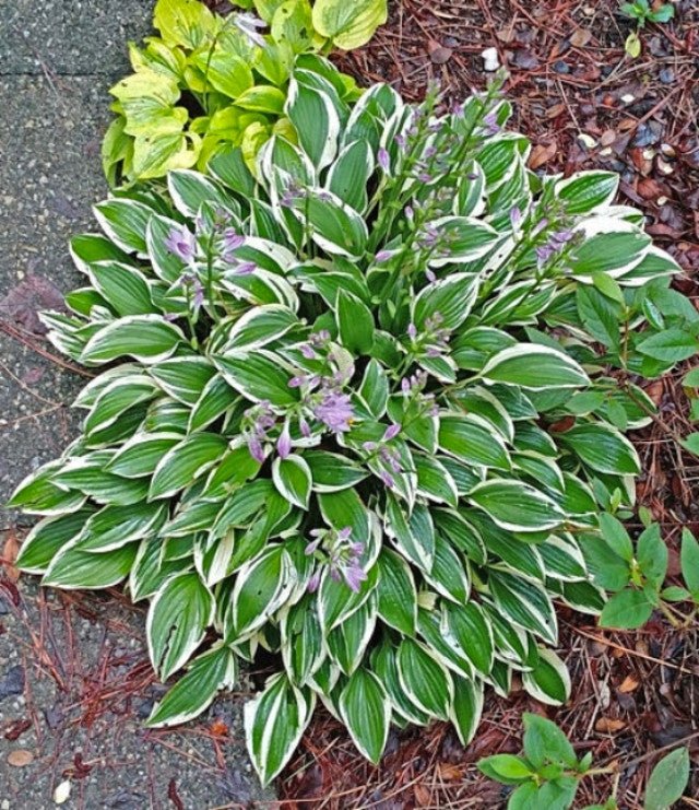 Hosta 'Tsugaru Komachi Fukurin' Courtesy of the Hosta Library
