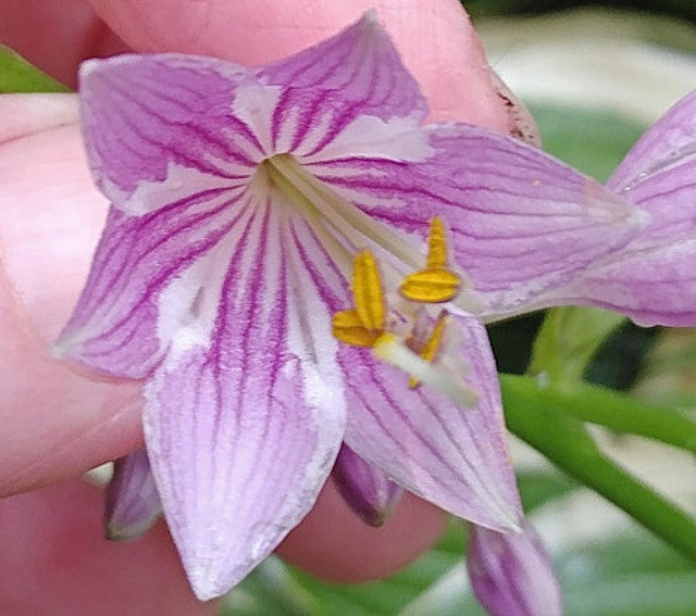 Hosta 'Tsugaru Komachi Fukurin' Courtesy of the Hosta Library