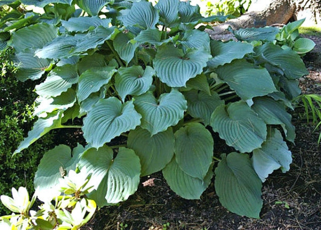Hosta 'Tutu' Courtesy of the Hosta Library