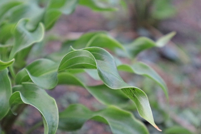 Hosta 'Twists and Turns' Courtesy of Don Dean