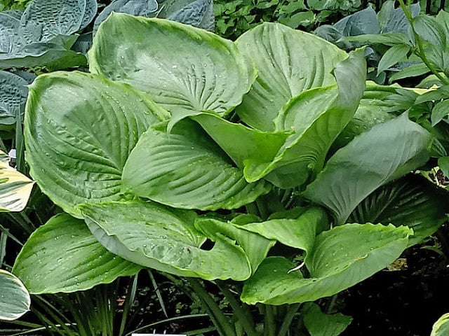 Hosta 'UFO' Courtesy of Carol Brashear