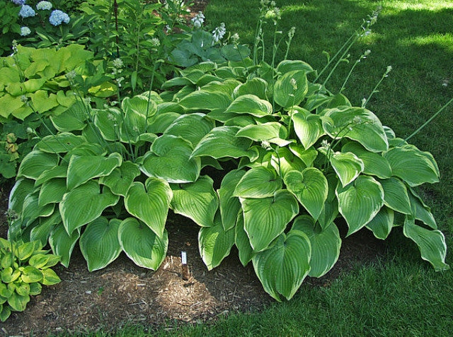 Hosta 'Unchained Melody' Courtesy of Carol Brashear