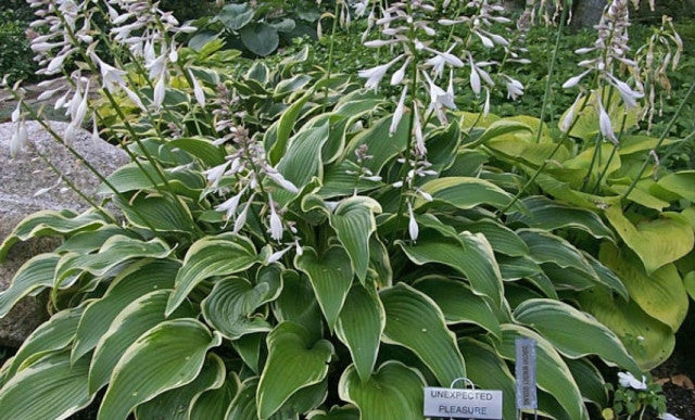 Hosta 'Unexpected Pleasure' Courtesy of the Hosta Library