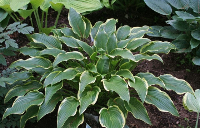 Hosta 'Unexpected Pleasure' Courtesy of the Hosta Library