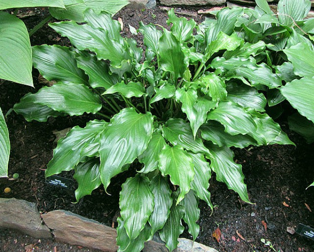 Hosta 'Unruly Child' Courtesy of Carol Brashear